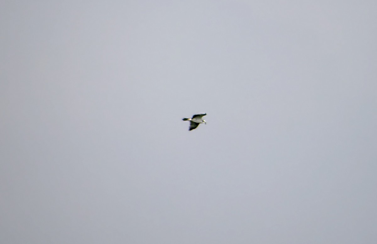 Osprey - ML647187413