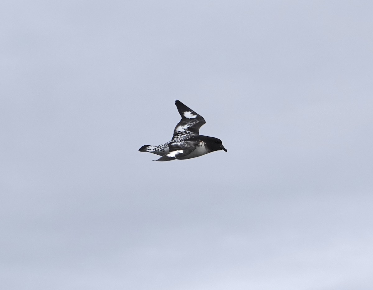 Pintado Petrel - ML647187415