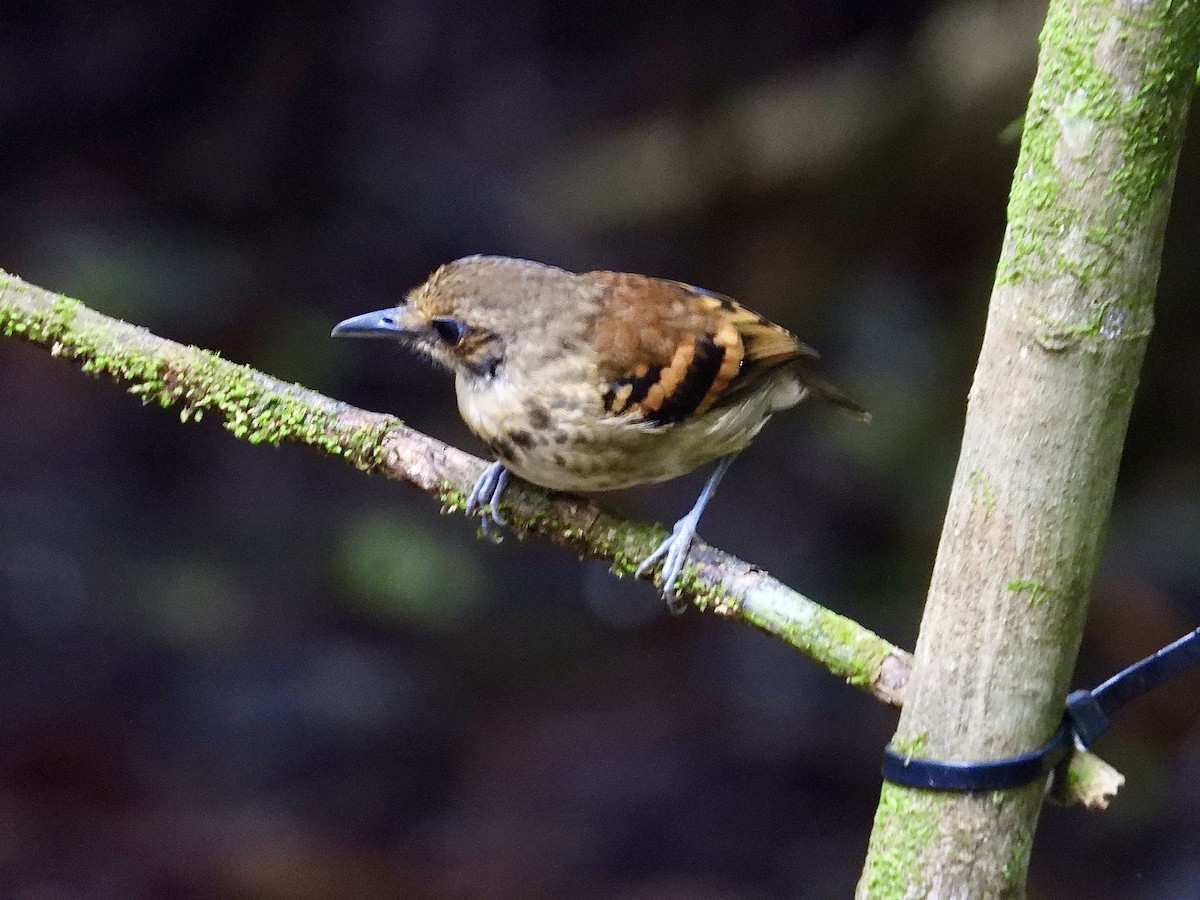 Spotted Antbird - ML647187416