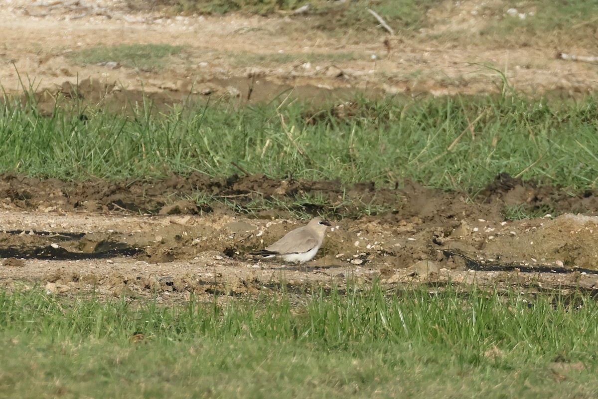 Small Pratincole - ML647187417