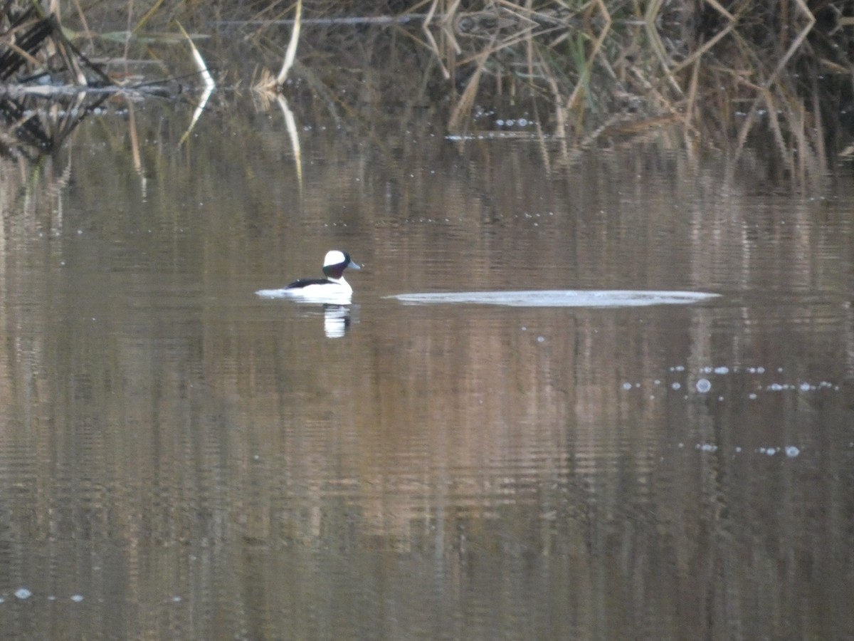 Bufflehead - ML647187418