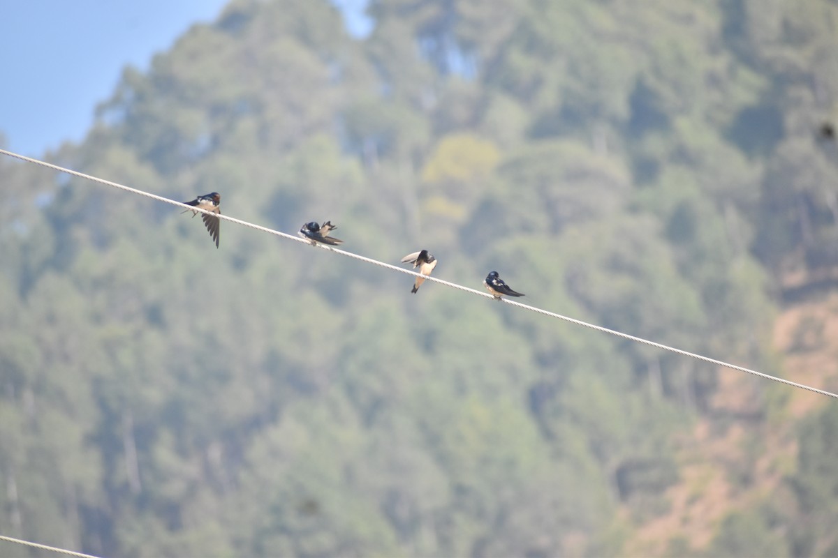 låvesvale - ML647187419