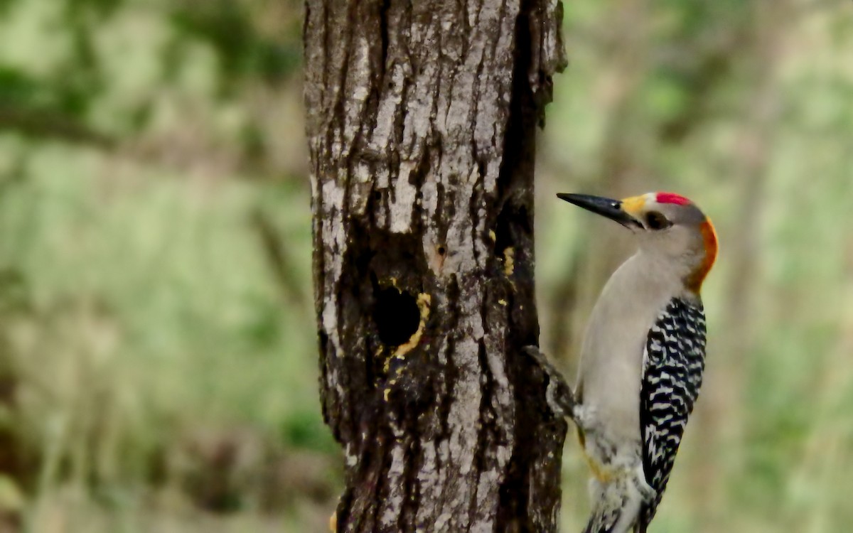 Golden-fronted Woodpecker - ML647187420