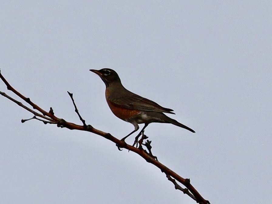 American Robin - ML647187423