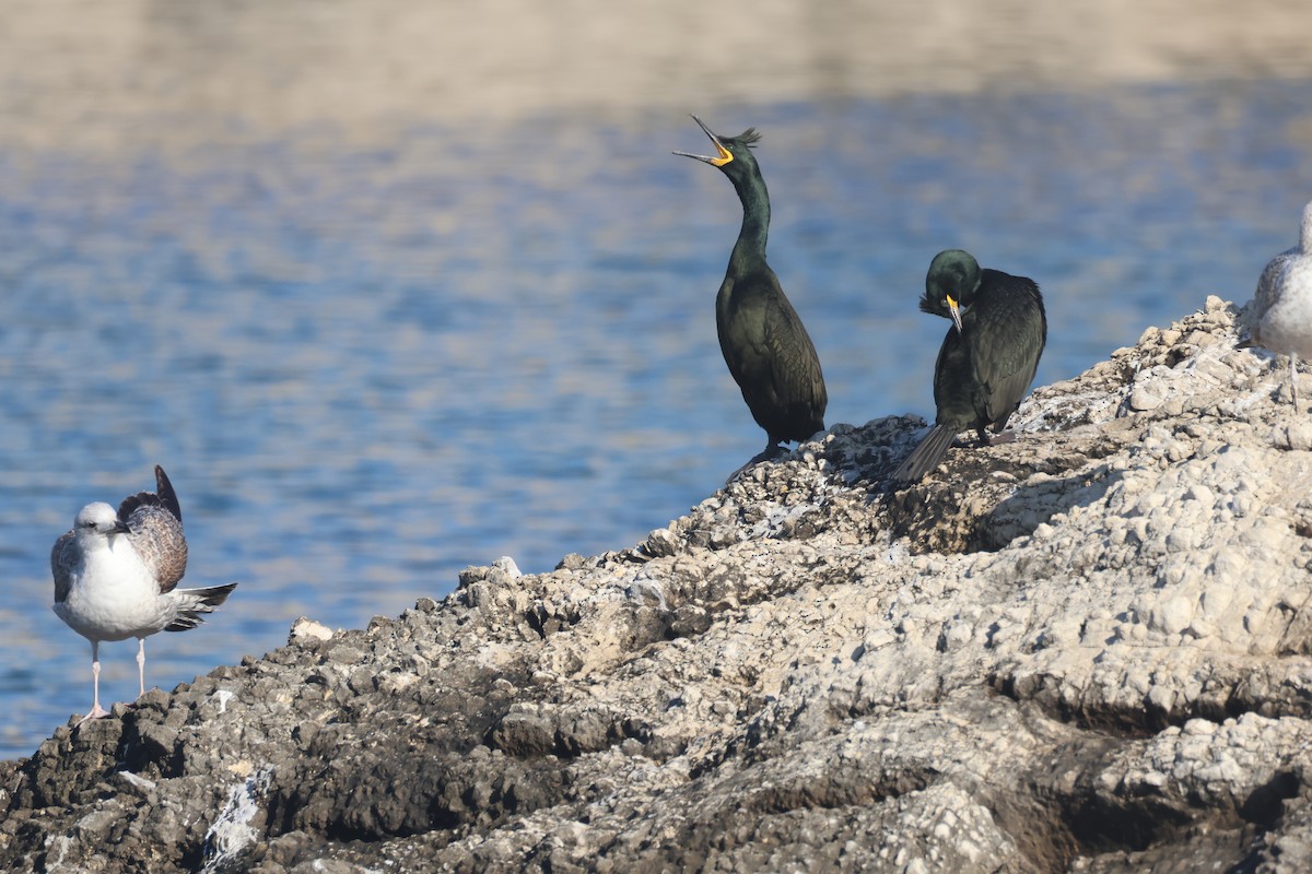 European Shag - ML647187424