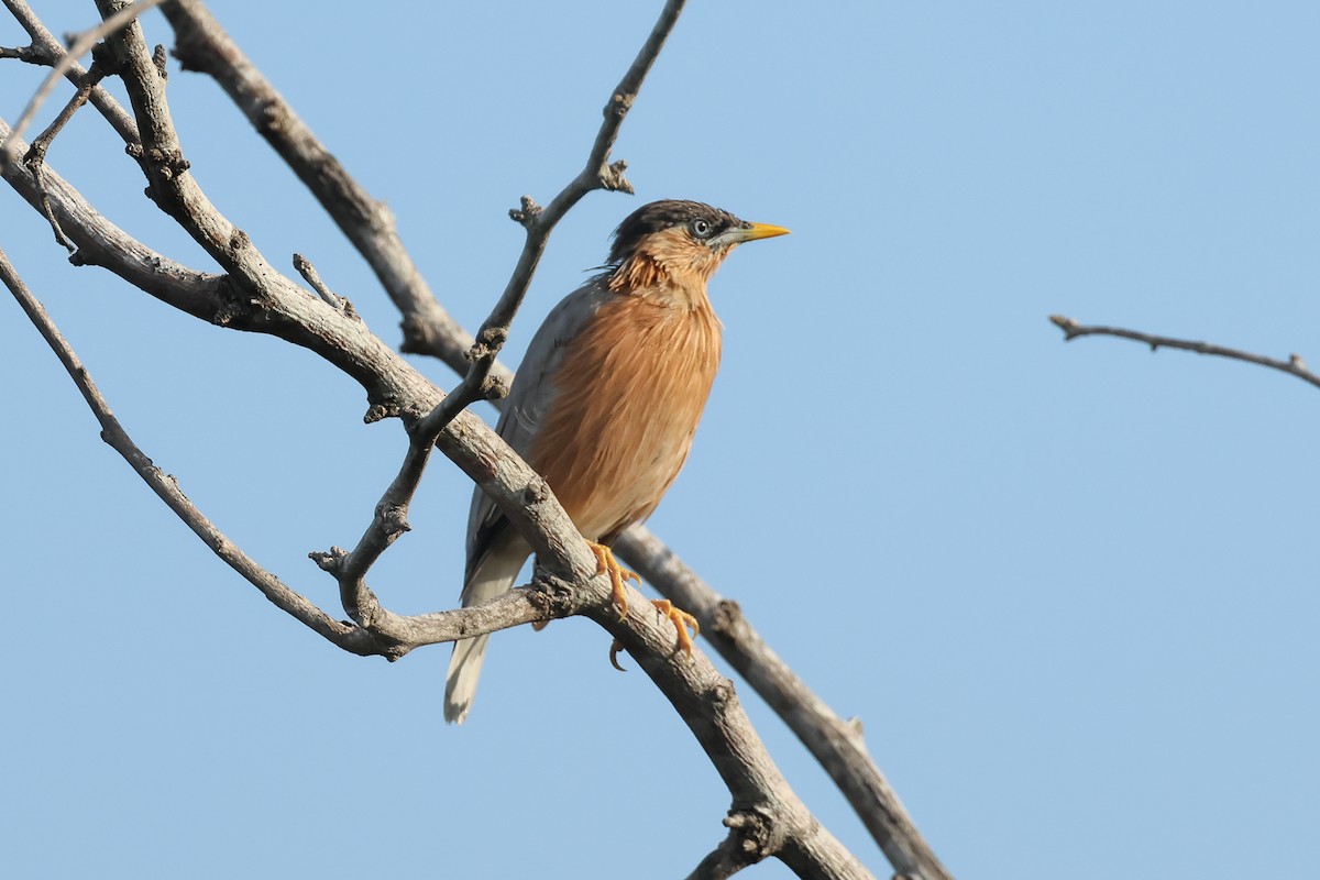 Brahminy Starling - ML647187425