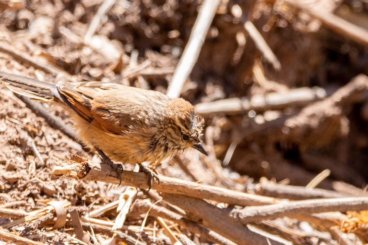 Plain-mantled Tit-Spinetail - ML647187426