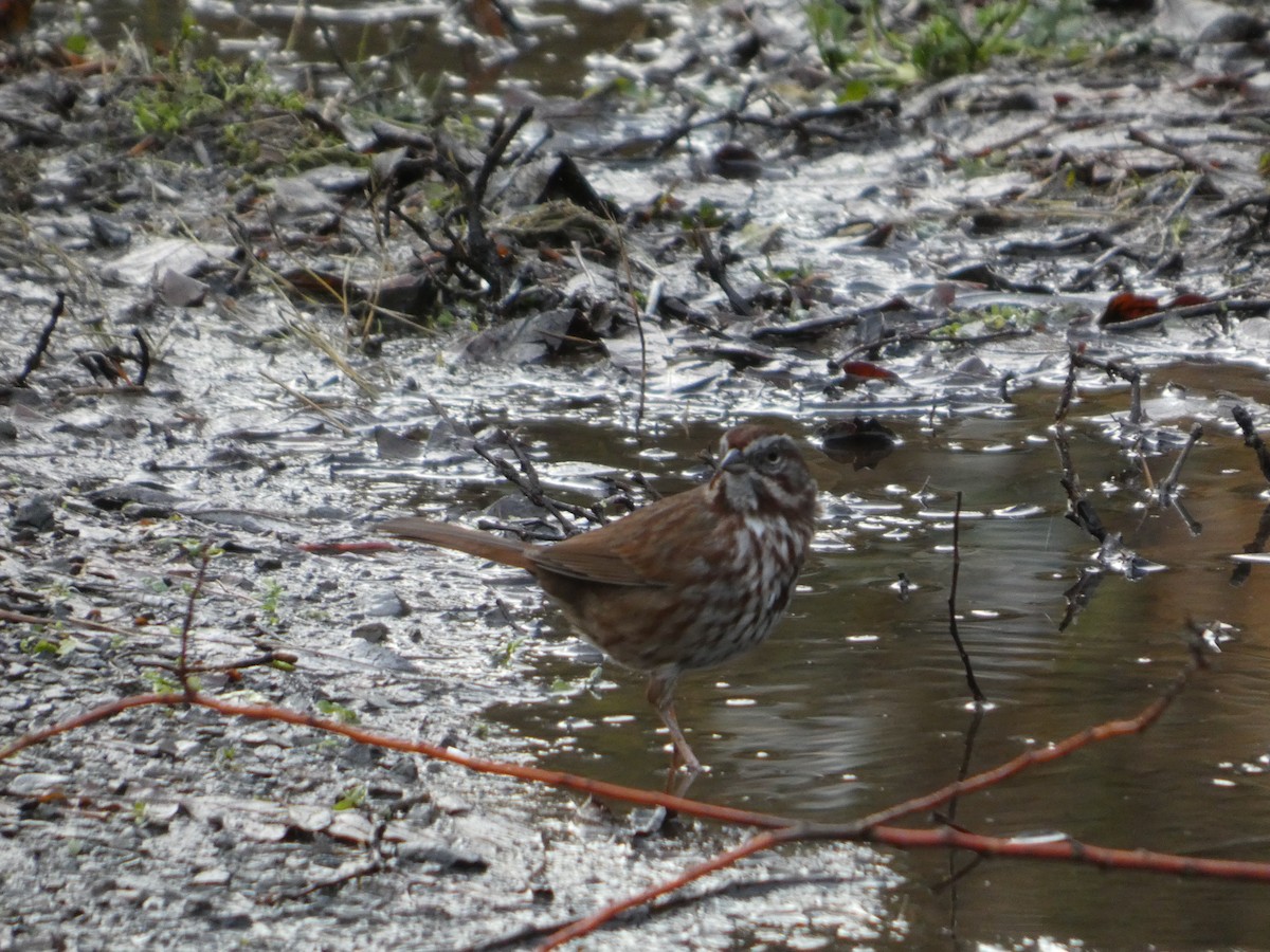 Song Sparrow - ML647187428