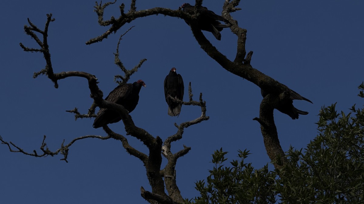 Turkey Vulture - ML647187430