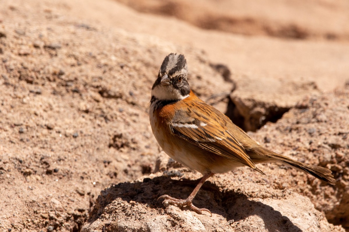 Rufous-collared Sparrow - ML647187431
