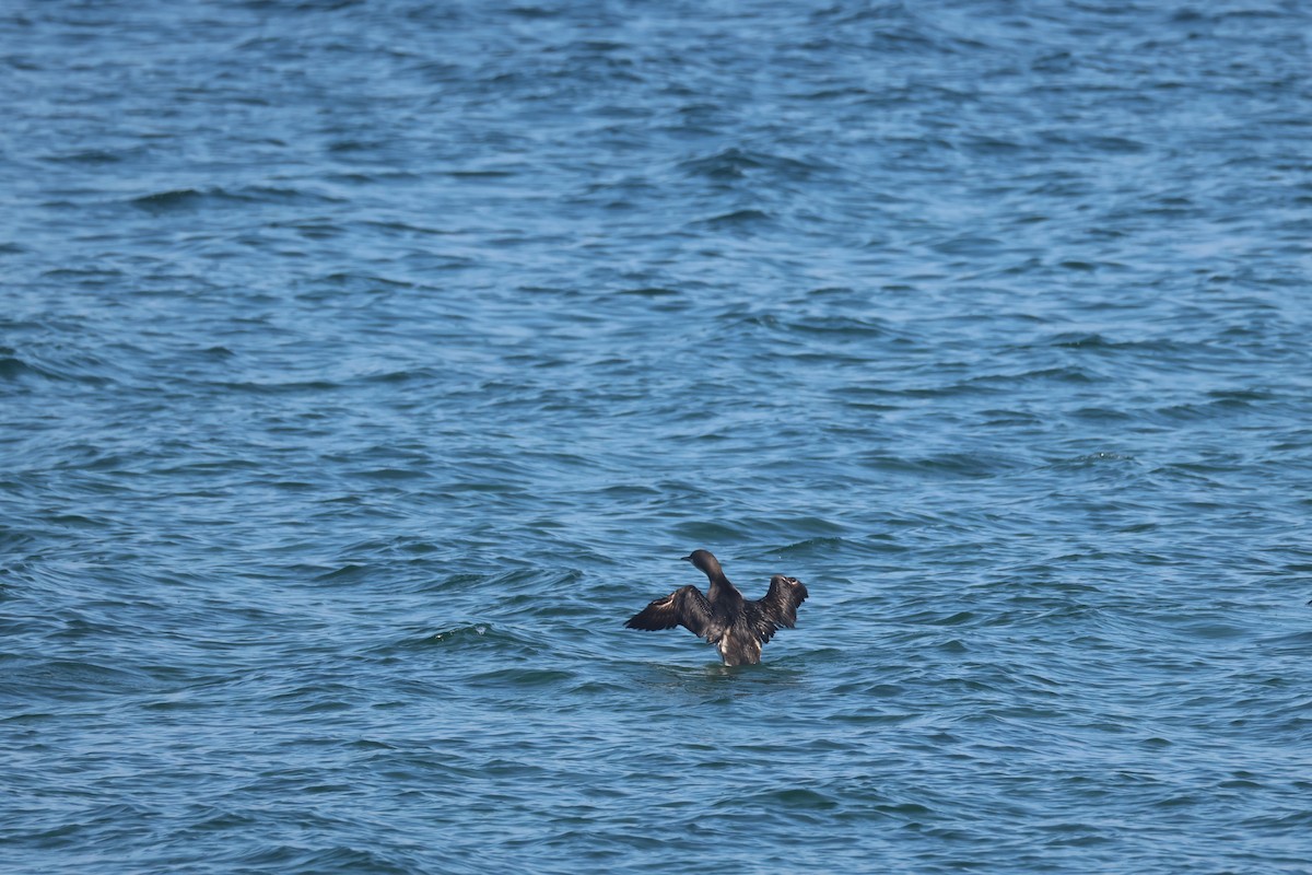 Arctic Loon - ML647187432