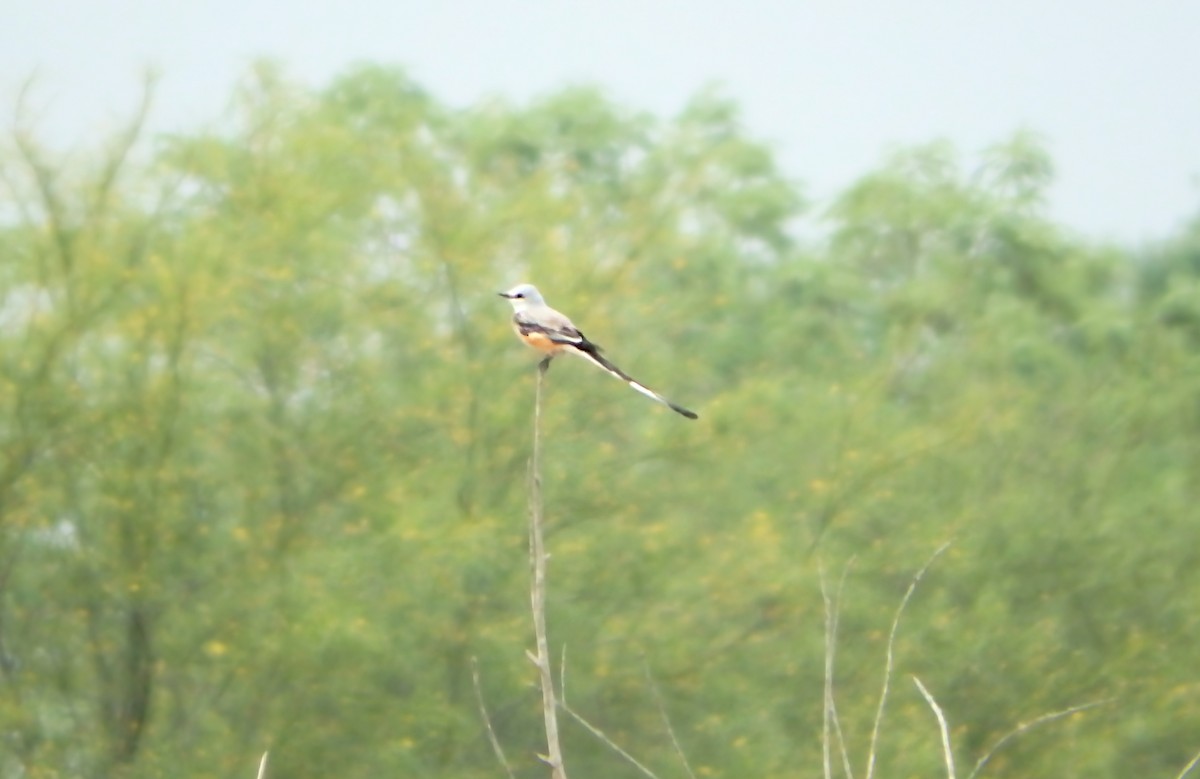 Scissor-tailed Flycatcher - ML647187433