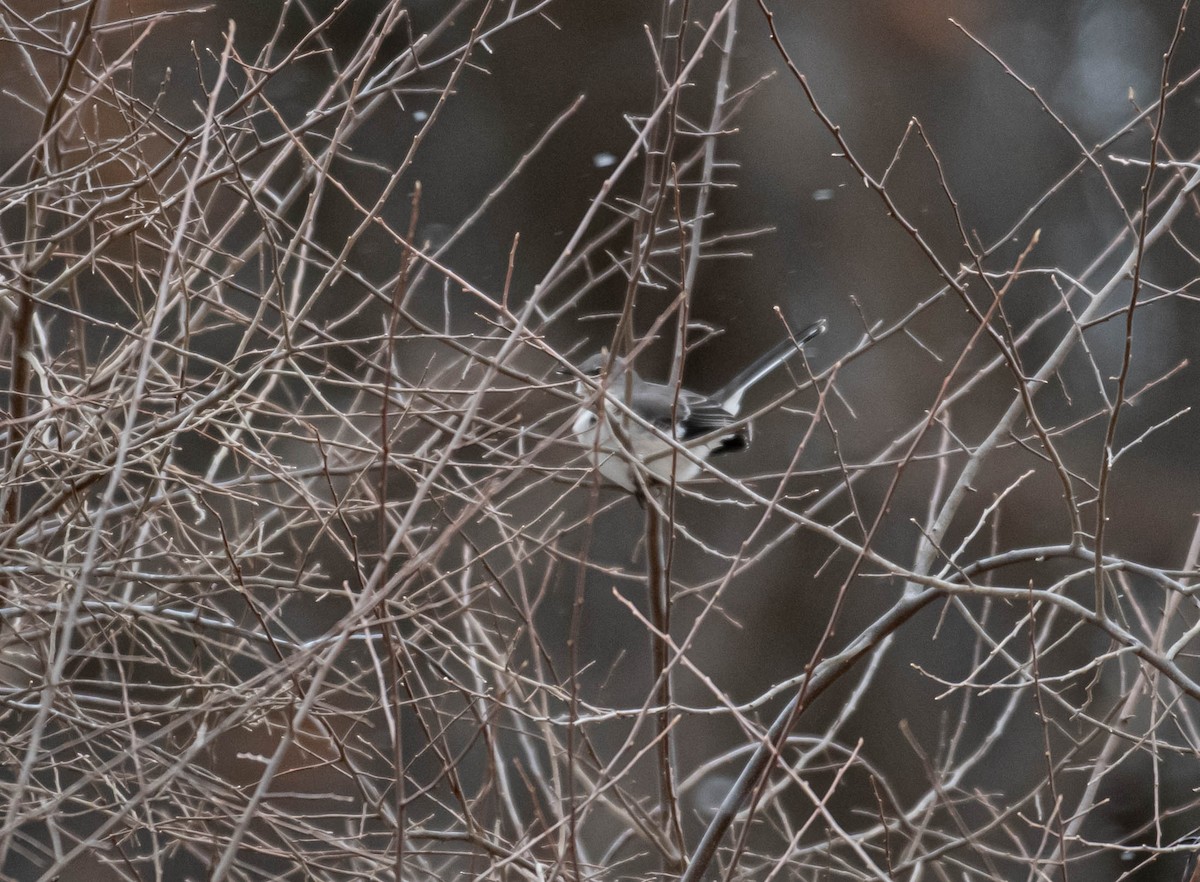 Northern Mockingbird - ML647187437