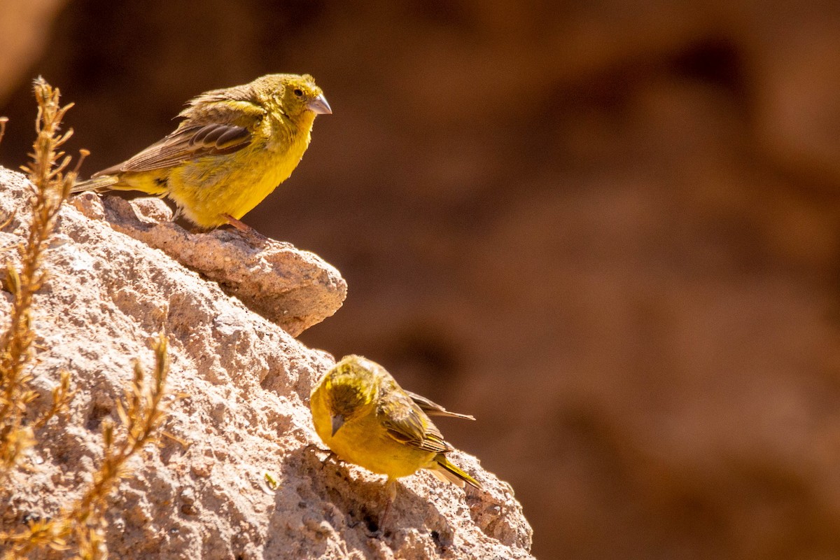 Greenish Yellow-Finch - ML647187438