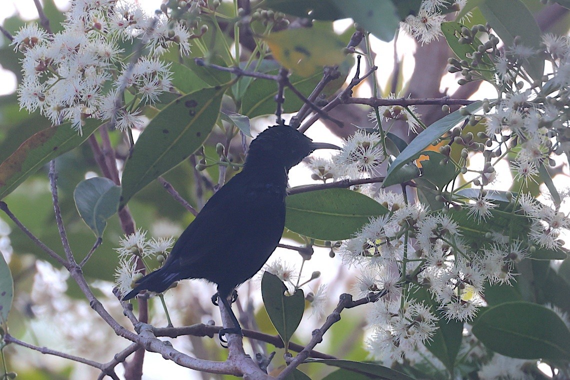 Black Sunbird - ML647187441