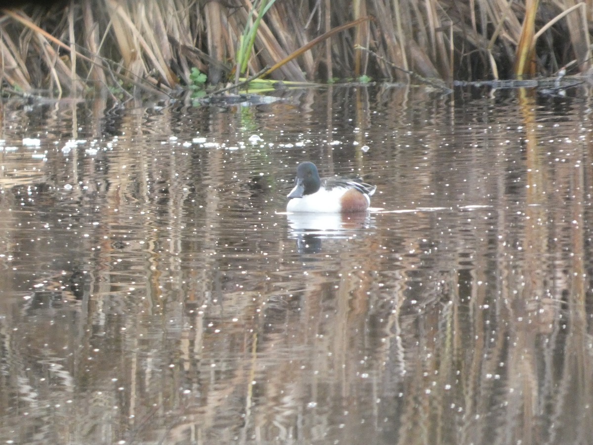 Northern Shoveler - ML647187442