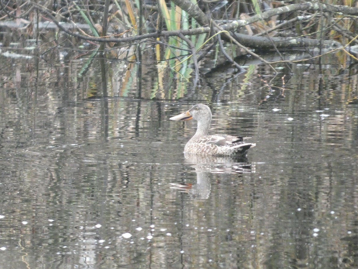Northern Shoveler - ML647187443