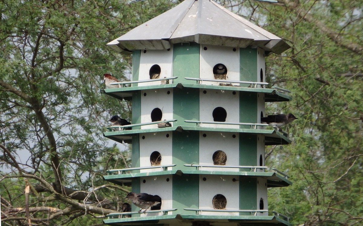 Purple Martin - ML647187472