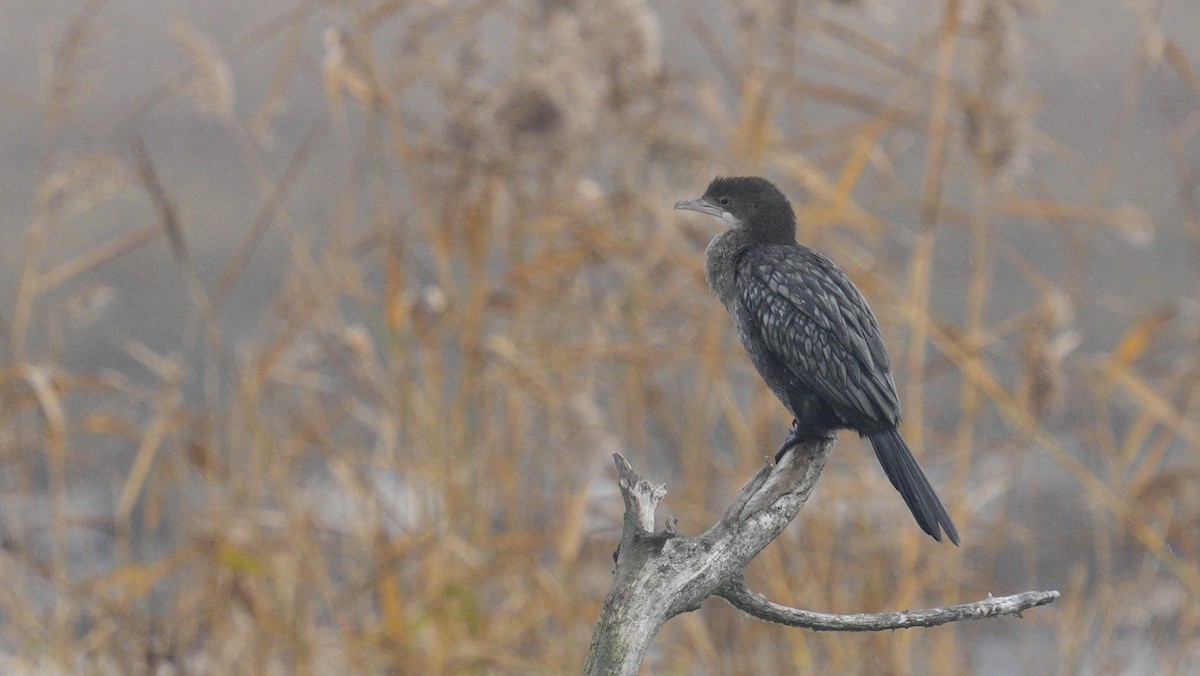 Ubarroi txikia - ML647187485