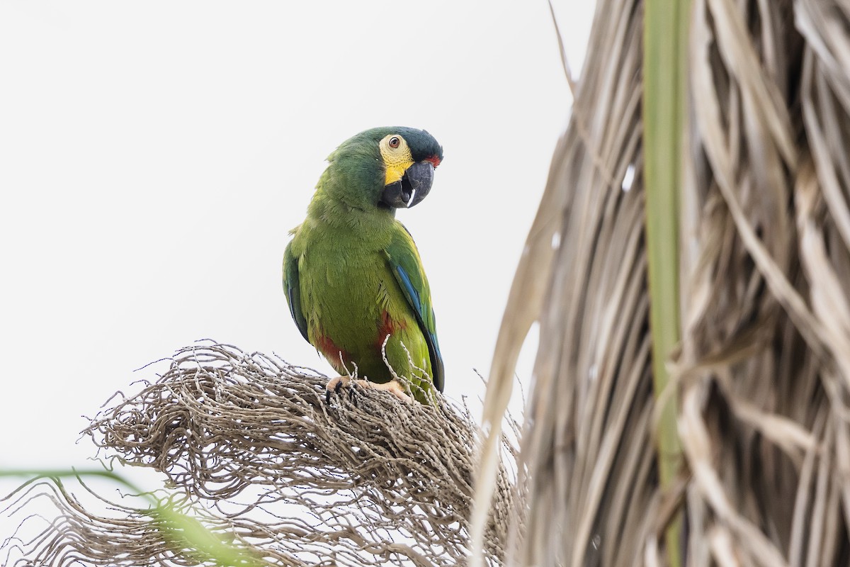 rødbukara - ML647187487