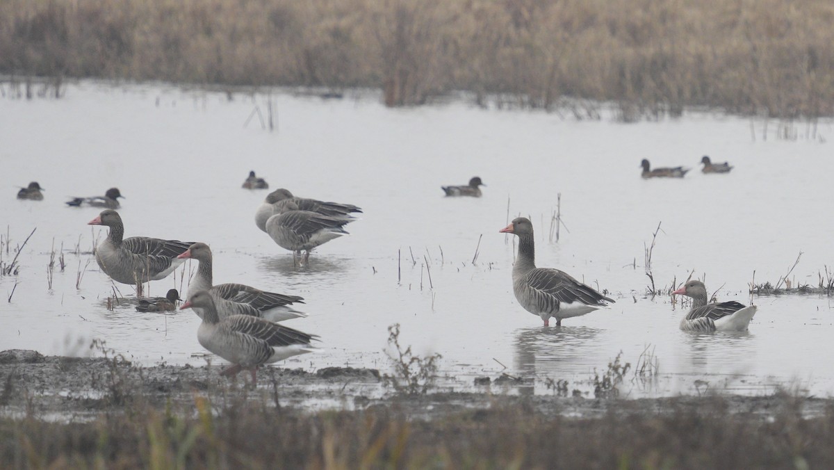 Graylag Goose - ML647187488