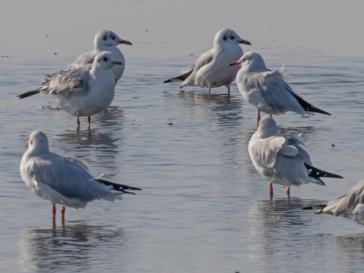 Буроголовая чайка - ML647187489