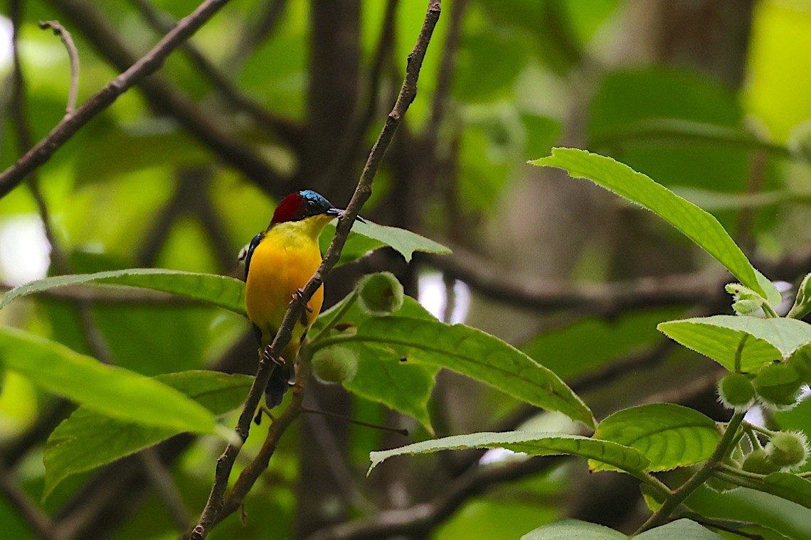 paradissolfugl - ML647187490