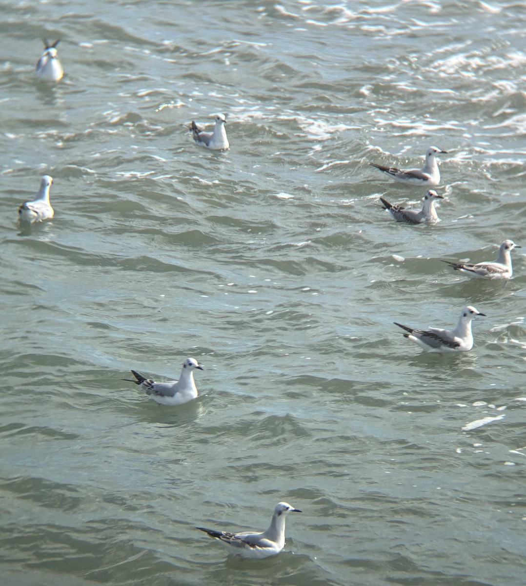 kanadahettemåke - ML647187492