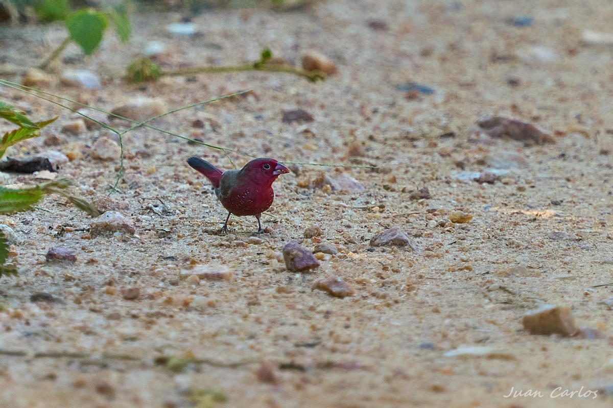 rosenamarant - ML647187496