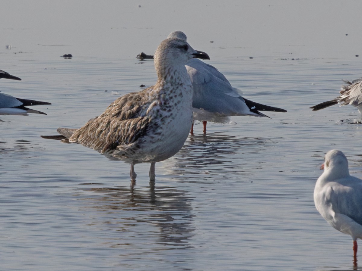 sildemåke (heuglini) (samojedmåke) - ML647187497