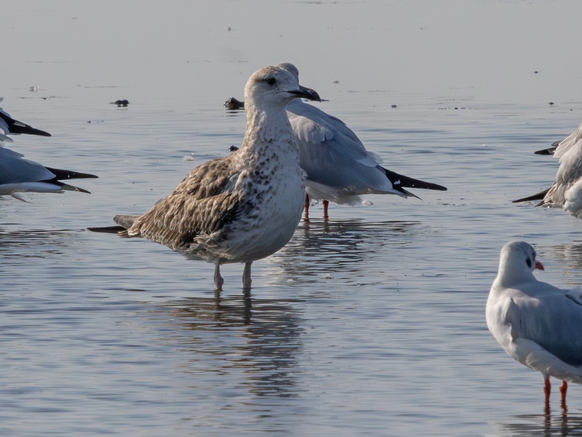 sildemåke (heuglini) (samojedmåke) - ML647187498