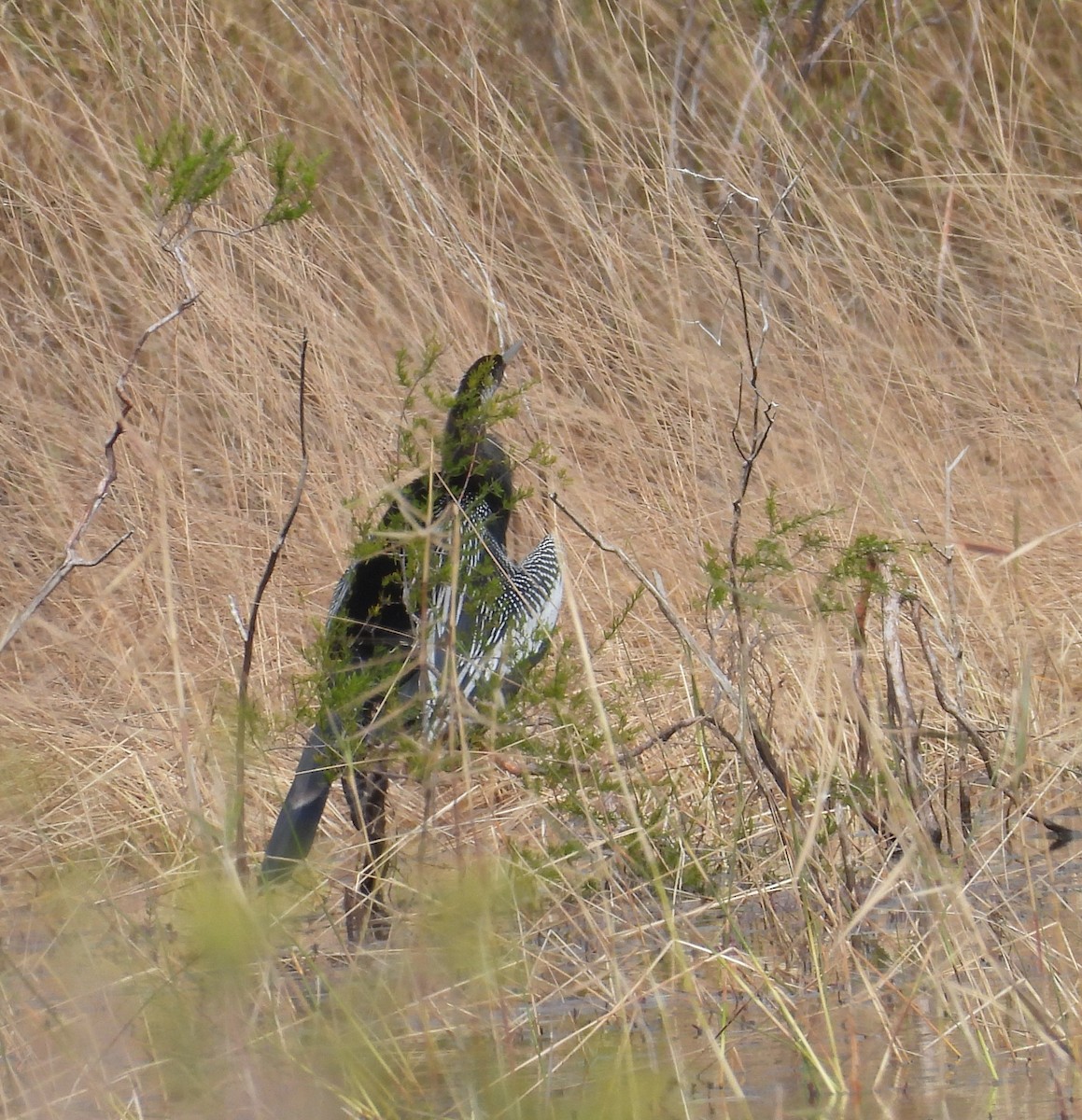 amerikaslangehals - ML647187499