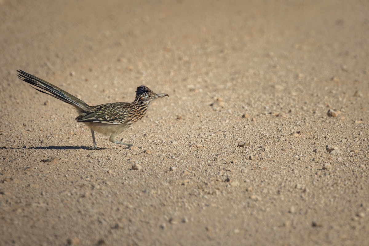 storløpegjøk - ML647187500