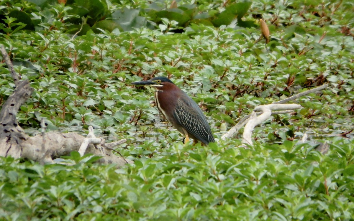 grønnrygghegre - ML647187503