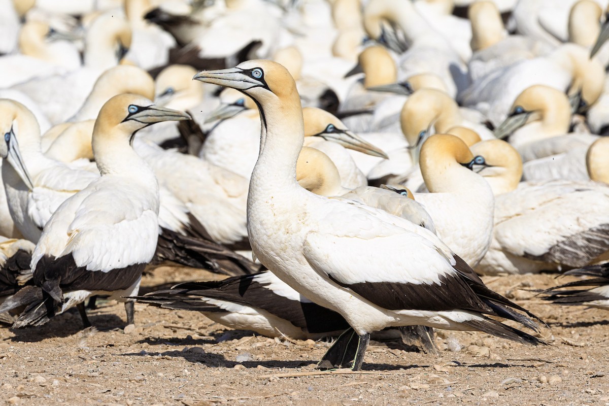 kappsule - ML647187504