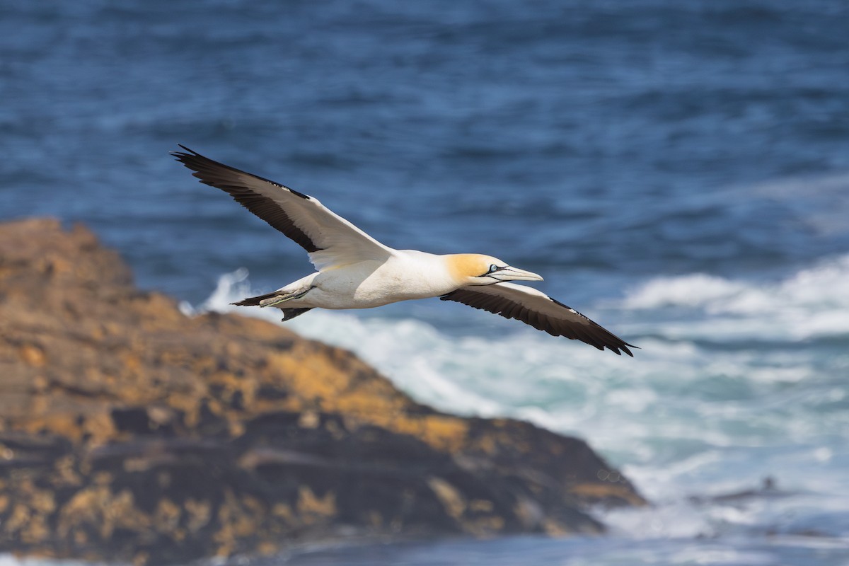 kappsule - ML647187505