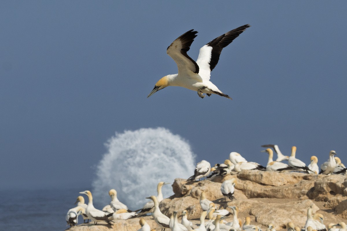 kappsule - ML647187507