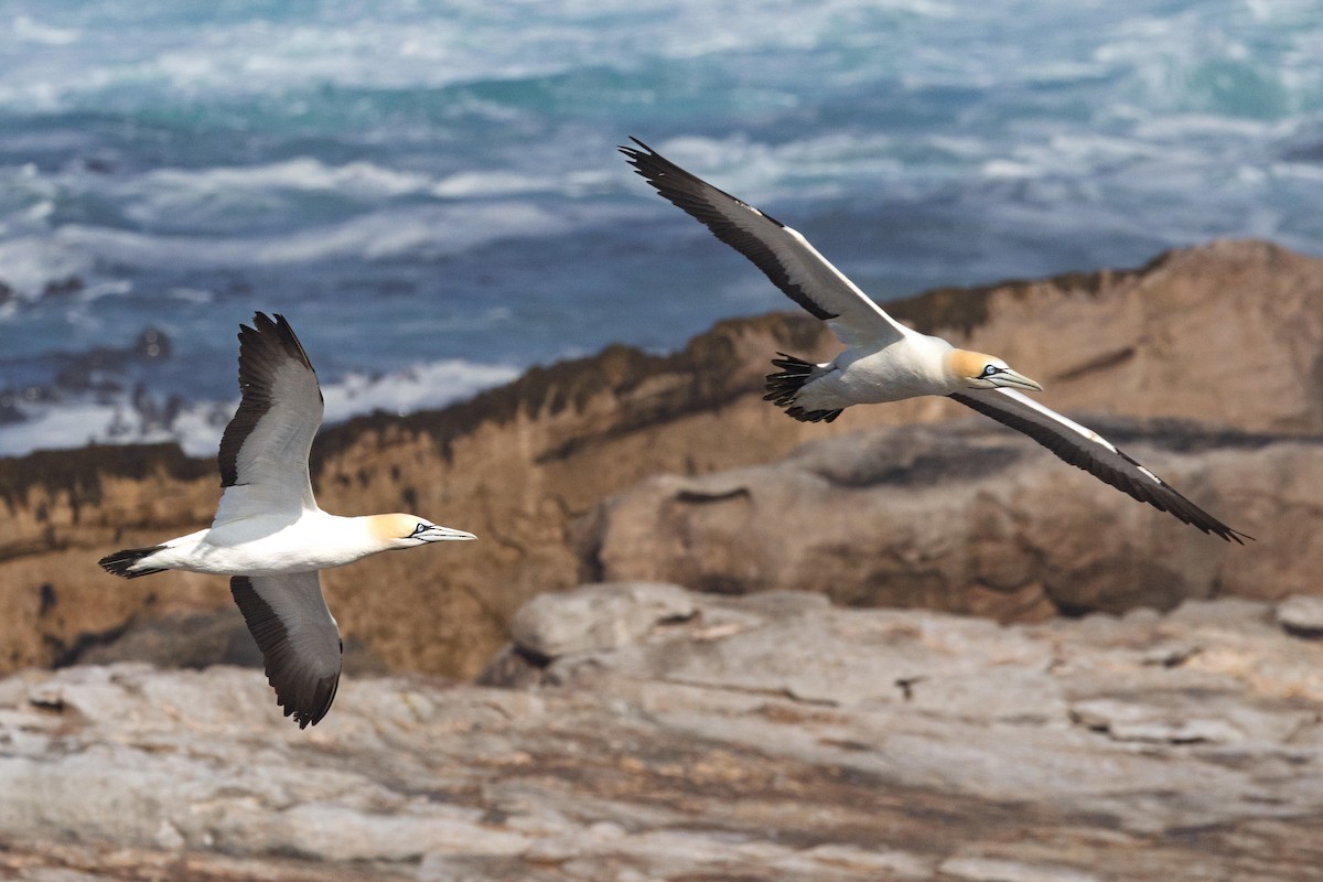 kappsule - ML647187508