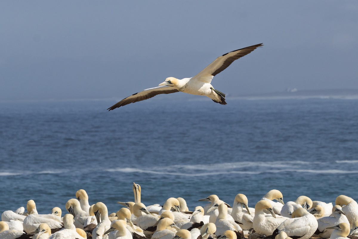 kappsule - ML647187509