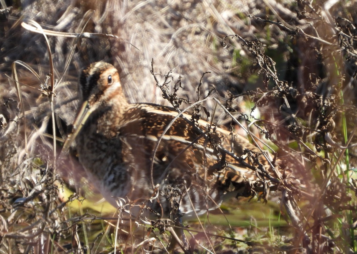 kanadabekkasin - ML647187513