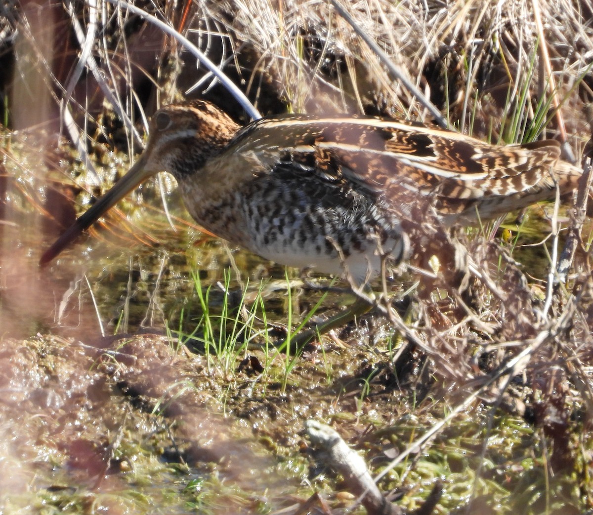 kanadabekkasin - ML647187515