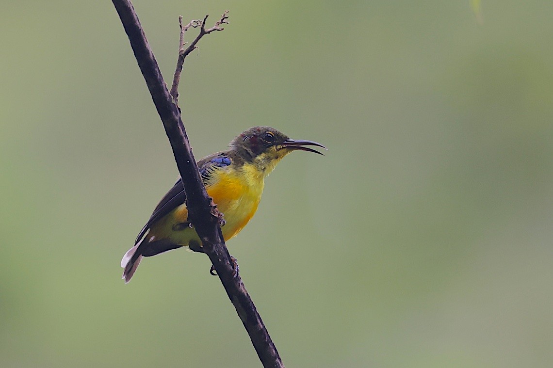 paradissolfugl - ML647187519