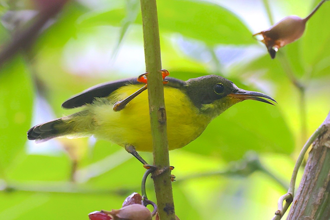 paradissolfugl - ML647187520