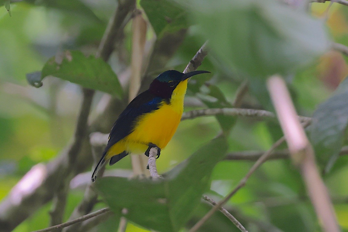 paradissolfugl - ML647187521