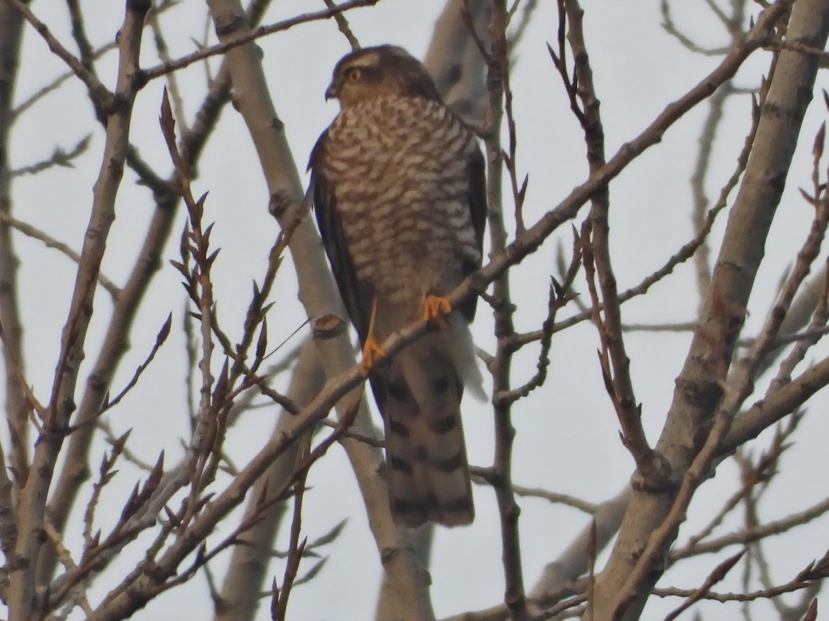 spurvehauk - ML647187526