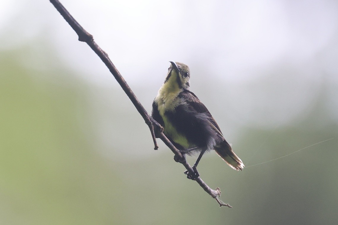 fløyelssolfugl - ML647187527