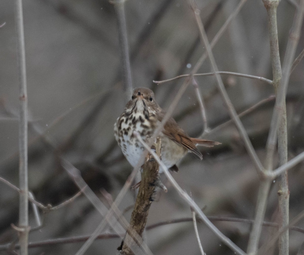 eremittskogtrost - ML647187530