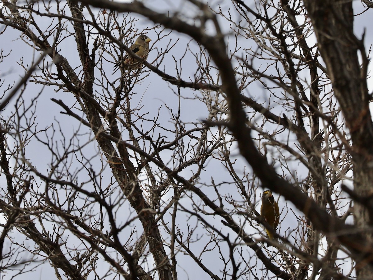Evening Grosbeak - ML647187543