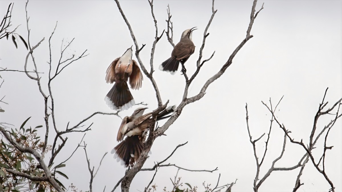 オーストラリアマルハシ - ML647187561