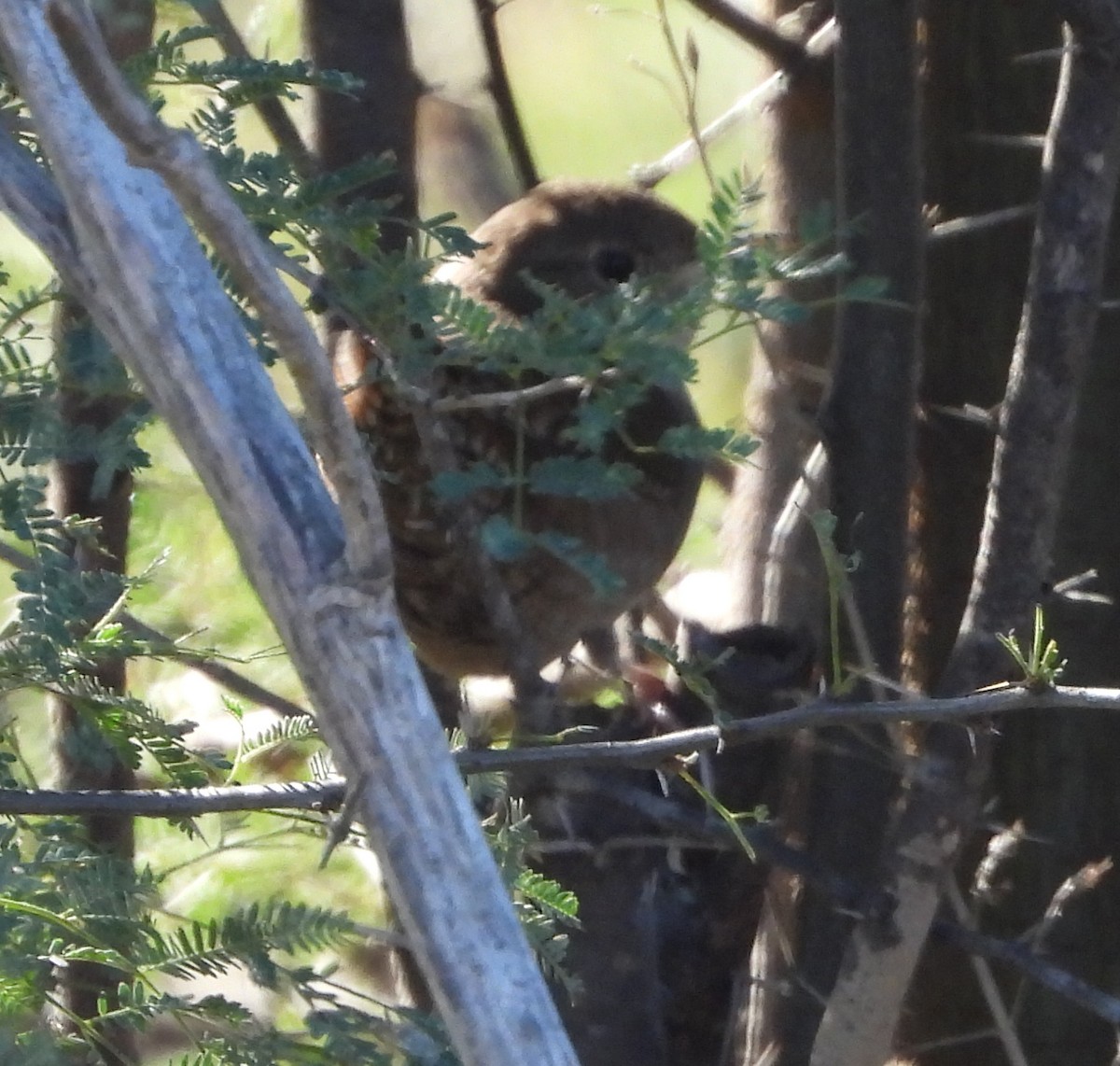 Northern House Wren - ML647187576